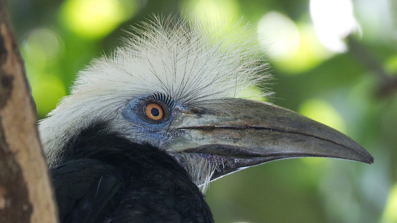 White-crowned Hornbill (Berenicornis comatus)