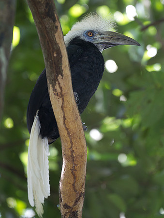 White-crowned Hornbill (Berenicornis comatus)