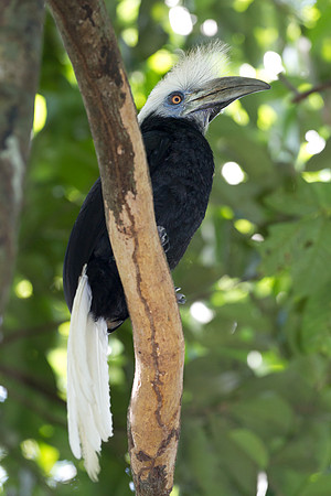White-crowned Hornbill (Berenicornis comatus)