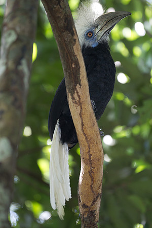 White-crowned Hornbill (Berenicornis comatus)