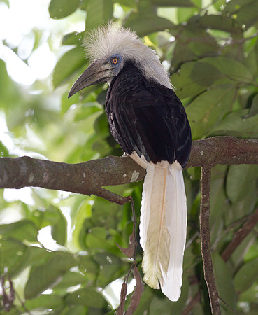 White-crowned Hornbill (Berenicornis comatus)s