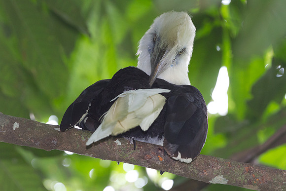 White-crowned Hornbill (Berenicornis comatus)