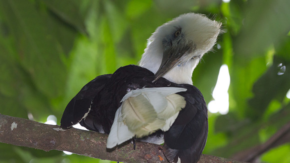 White-crowned Hornbill (Berenicornis comatus)