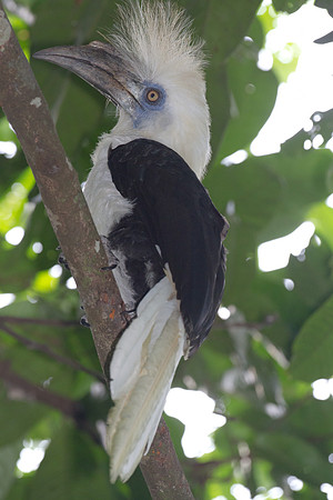 White-crowned Hornbill (Berenicornis comatus)