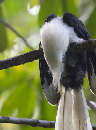 White-crowned Hornbill (Berenicornis comatus)