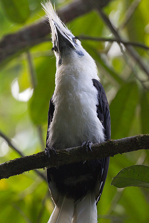 White-crowned Hornbill (Berenicornis comatus)