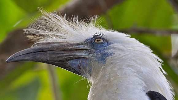 White-crowned Hornbill (Berenicornis comatus)
