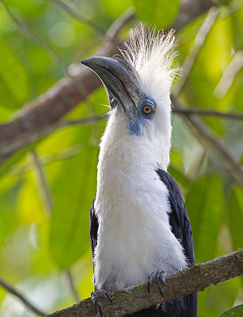 White-crowned Hornbill (Berenicornis comatus)