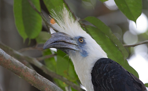 White-crowned Hornbill (Berenicornis comatus)