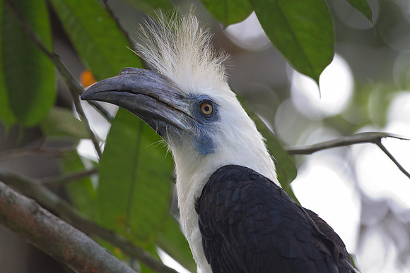 White-crowned Hornbill (Berenicornis comatus)s