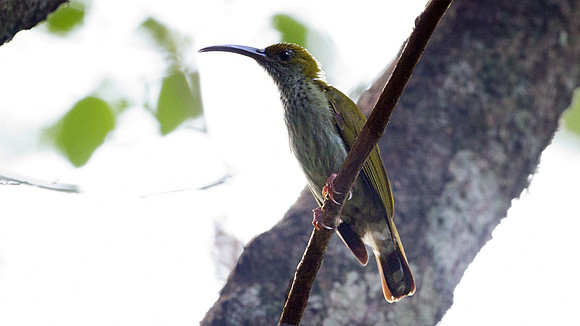 Grey-breasted Spiderhunter (Arachnothera modesta)