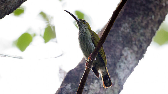 Grey-breasted Spiderhunter (Arachnothera modesta)