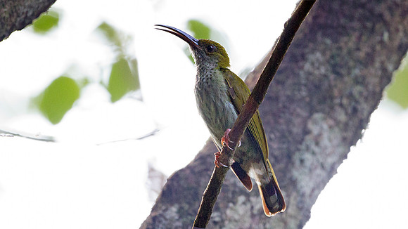 Grey-breasted Spiderhunter (Arachnothera modesta)