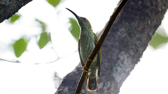 Grey-breasted Spiderhunter (Arachnothera modesta)