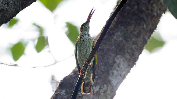 Grey-breasted Spiderhunter (Arachnothera modesta)