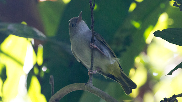 White-bellied Epornis (Erpornis zantholeuca)