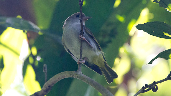 White-bellied Epornis (Erpornis zantholeuca)