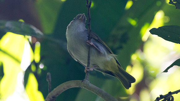 White-bellied Epornis (Erpornis zantholeuca)