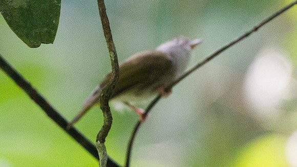 White-bellied Epornis (Erpornis zantholeuca)