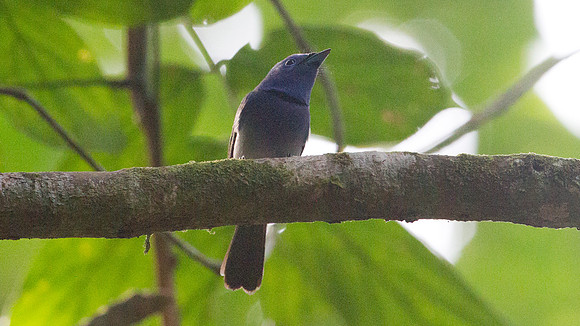 Black-naped Monarch (Hypothymis azurea)