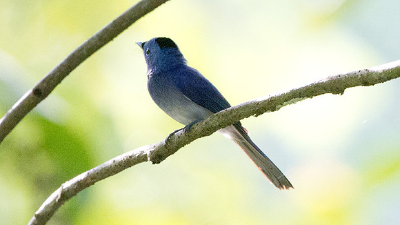 Black-naped Monarch (Hypothymis azurea)
