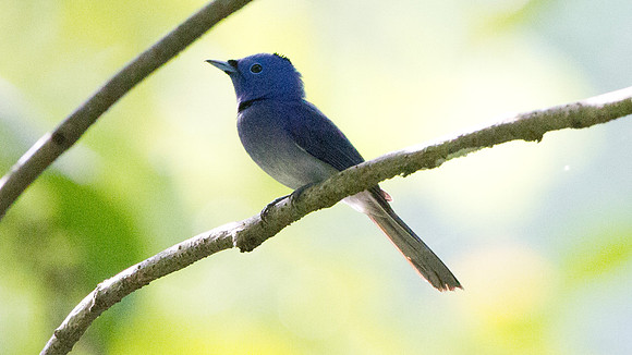 Black-naped Monarch (Hypothymis azurea)