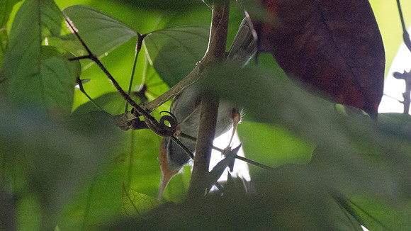 White-bellied Epornis (Erpornis zantholeuca)