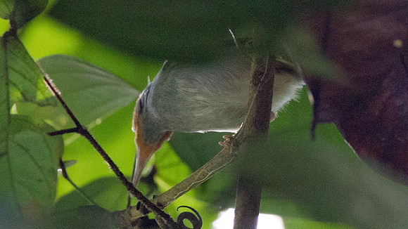 White-bellied Epornis (Erpornis zantholeuca)