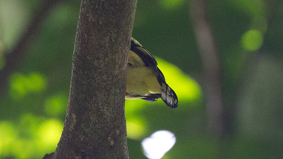 White-bellied Epornis (Erpornis zantholeuca)