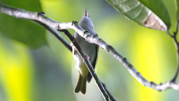 White-bellied Epornis (Erpornis zantholeuca)