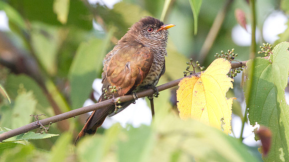 Violet Cuckoo (Chrysococcyx xanthorhynchus) female