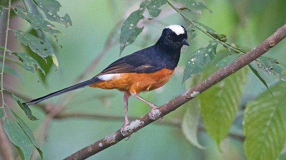White-crowned Shama (Copsychus stricklandii)