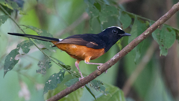 White-crowned Shama (Copsychus stricklandii)