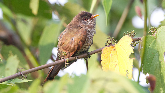 Violet Cuckoo (Chrysococcyx xanthorhynchus) female