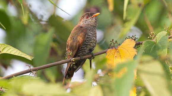 Violet Cuckoo (Chrysococcyx xanthorhynchus) female