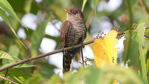 Violet Cuckoo (Chrysococcyx xanthorhynchus) female