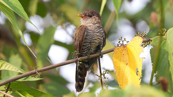 Violet Cuckoo (Chrysococcyx xanthorhynchus) female