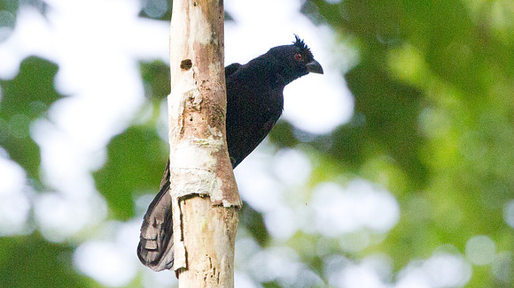 Bornean Black Magpie (Platysmurus aterrimus)