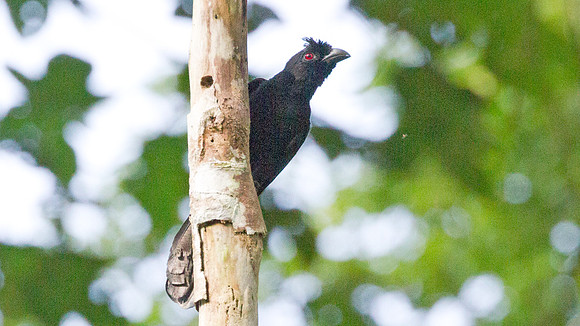Bornean Black Magpie (Platysmurus aterrimus)