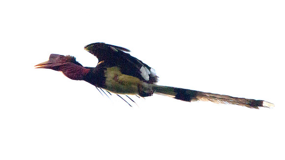 Helmeted Hornbill (Rhinoplax vigil)