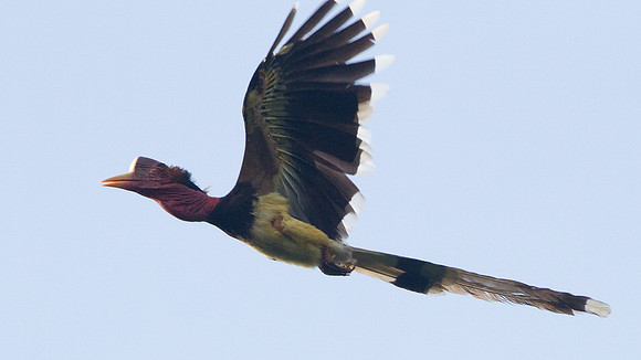 Helmeted Hornbill (Rhinoplax vigil)