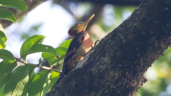 Orange-backed Woodpecker (Reinwardtipicus validus)