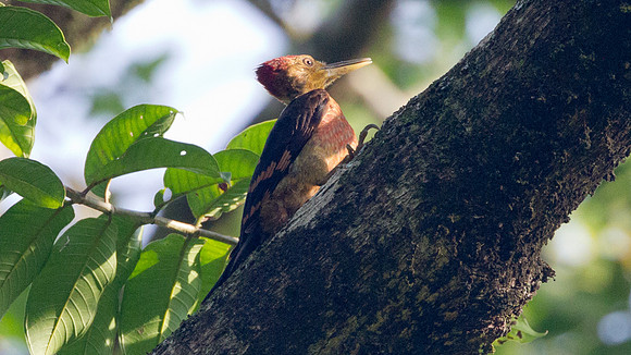 Orange-backed Woodpecker (Reinwardtipicus validus)