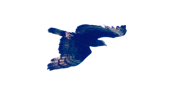 Changeable Hawk-Eagle (Spizaetus cirrhatus)