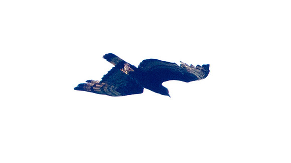 Changeable Hawk-Eagle (Spizaetus cirrhatus)