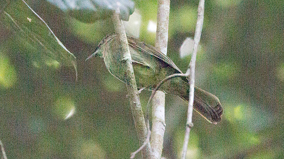 Buff-vented Bulbul (Iole olivacea)