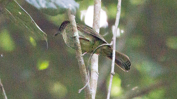 Buff-vented Bulbul (Iole olivacea)