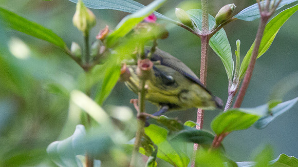 Yellow-breasted Flowerpecker (Prionochilus maculatus)