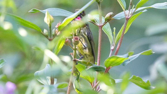 Yellow-breasted Flowerpecker, (Prionochilus maculatus)