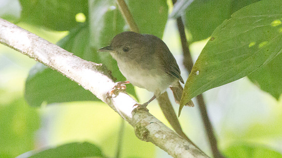 Brown Fulvetta (Alcippe brunneicauda)